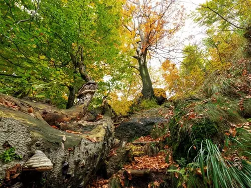 Jizerskohorské bučiny jsou nově zapsány na seznamu UNESCO