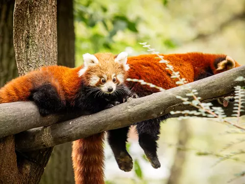 Přijďte o Velikonocích do Zoo Ostrava – na Velikonoční pondělí bude otevřeno dříve