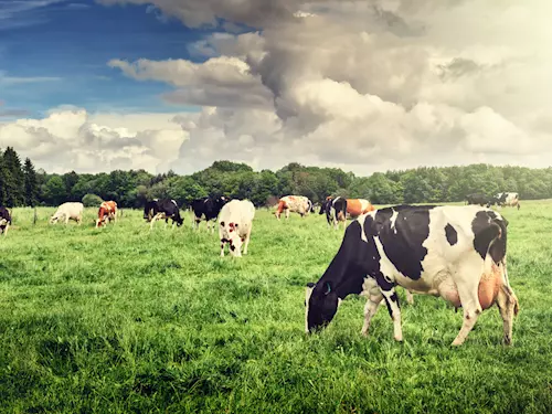 Když se řekne dovolená na venkově: užijte si odpočinek na ekofarmě