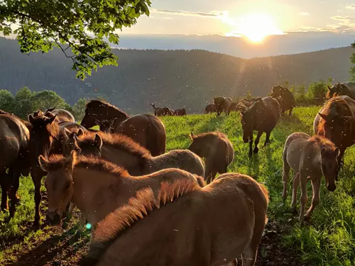 Horská Farma Hucul na úbočí svahu Janovy hory