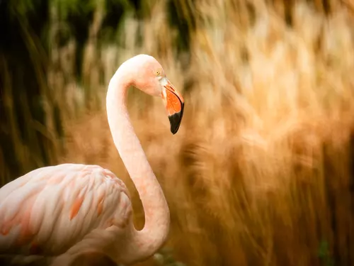 Do ostravské zoo se můžete vydat na Silvestra i na Nový rok