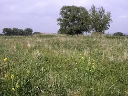 Přírodní památka Lázeňský mokřad