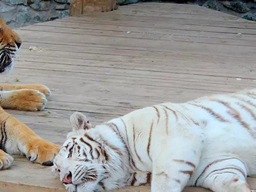 Zoo Plasy