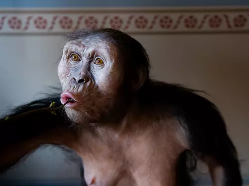 Australopithecus afarensis „Lucy“ v Národním muzeu 