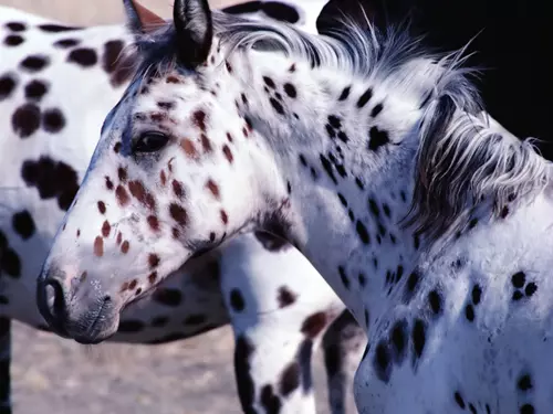 Appaloosa Horse Ranch v drsně krásné Jesenické přírodě