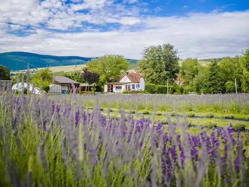 Levandulová farma Strání – levandule z Bílých Karpat