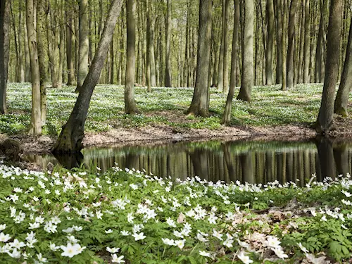 Přírodní park Mikulčický luh 
