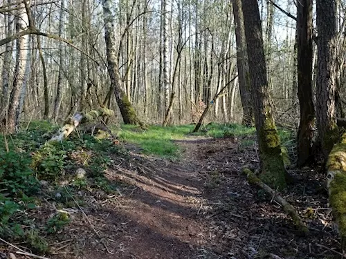 Radvaneckej Swamptrejl