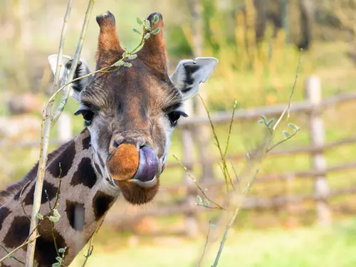 Zoo Praha vás zve na Velikonoce